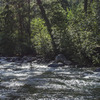 Kokanee Salmon Run