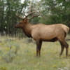 Hunting the Vallecito Lake Area